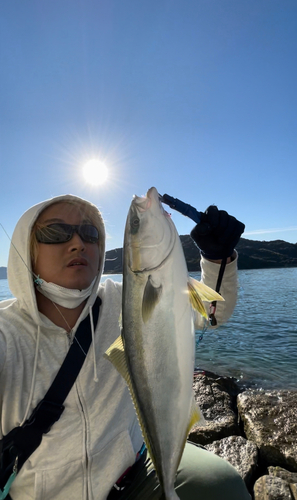 ハマチの釣果