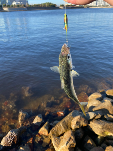 サバの釣果