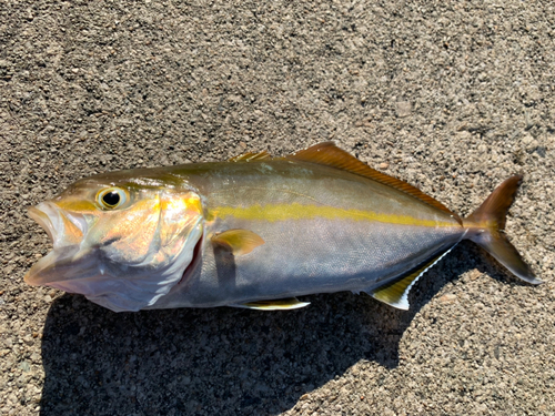 ショゴの釣果