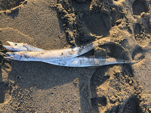 タチウオの釣果