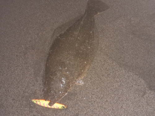 ヒラメの釣果