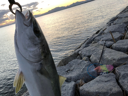 メジロの釣果