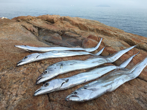 タチウオの釣果