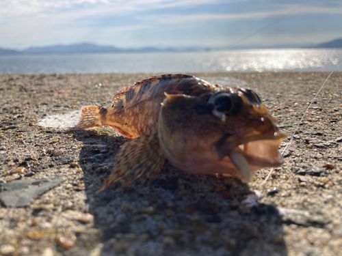 カワハギの釣果