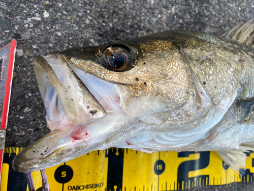 シーバスの釣果