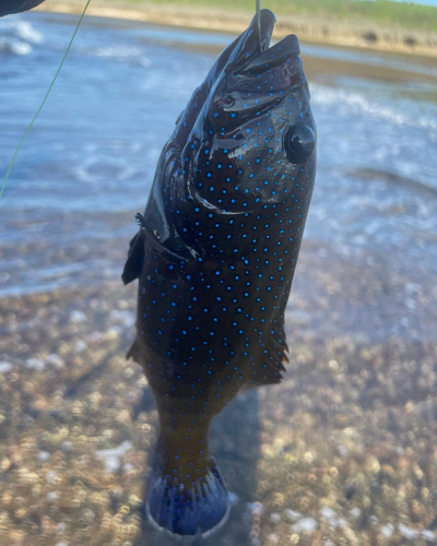 アオノメハタの釣果