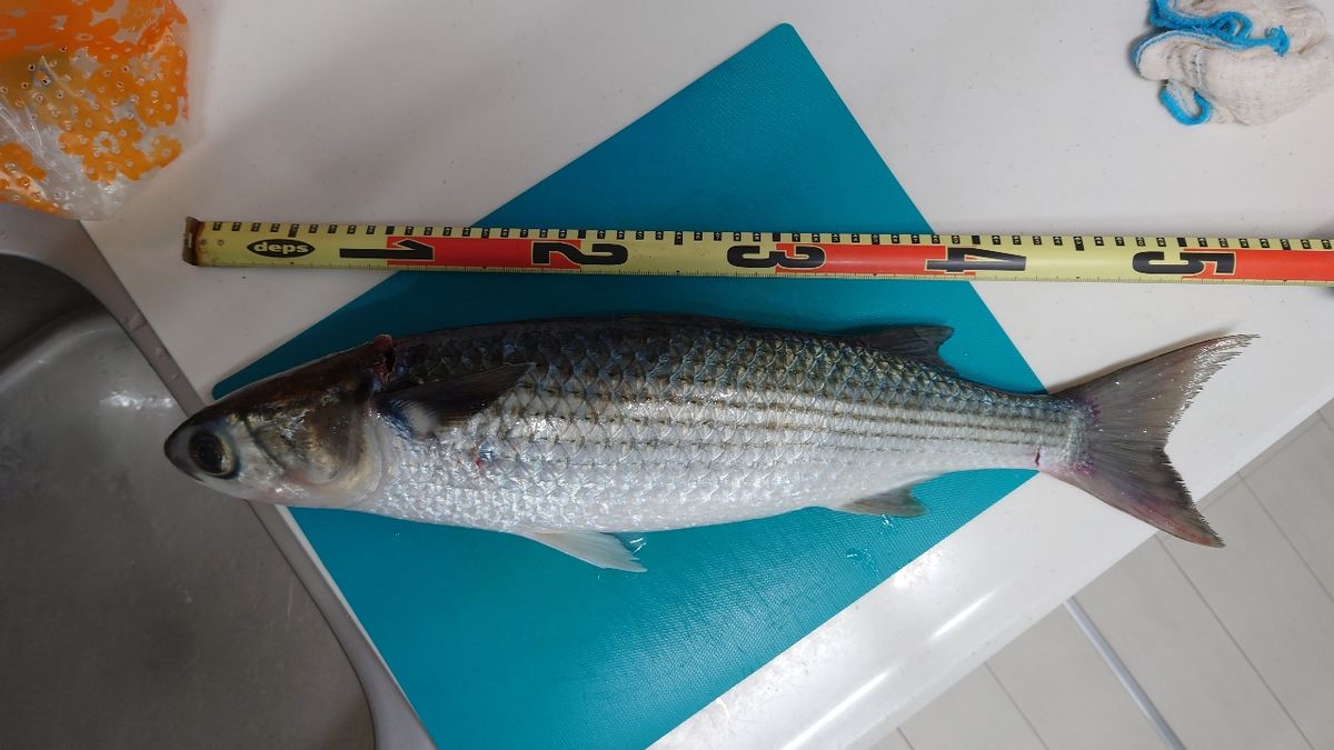 たいちゃんパパさんの釣果 2枚目の画像