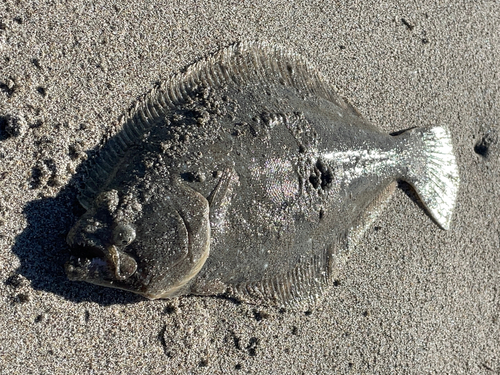 ヒラメの釣果