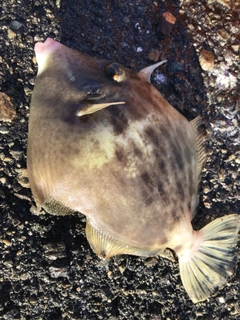 カワハギの釣果