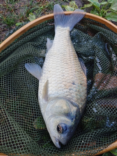 ヘラブナの釣果