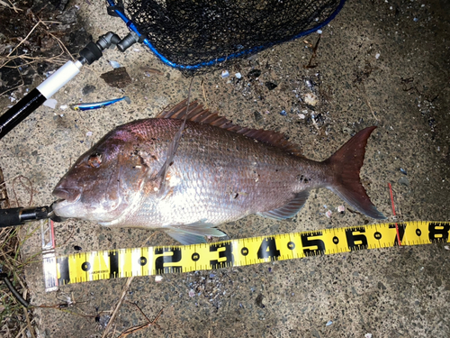 マダイの釣果