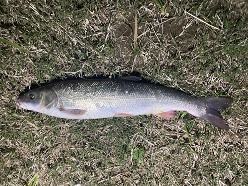 ウグイの釣果