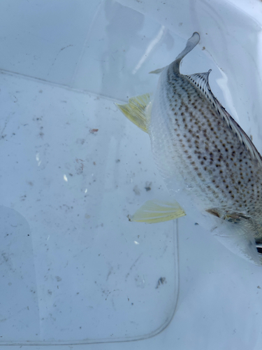 ホシミゾイサキの釣果