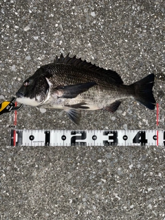 クロダイの釣果