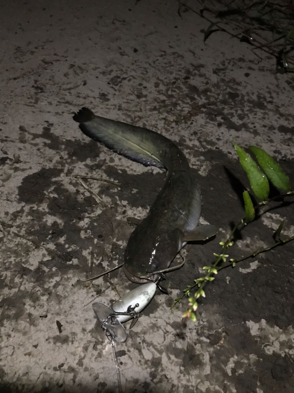 マナマズ