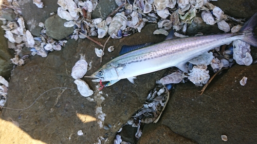 サゴシの釣果