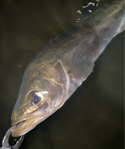 スズキの釣果