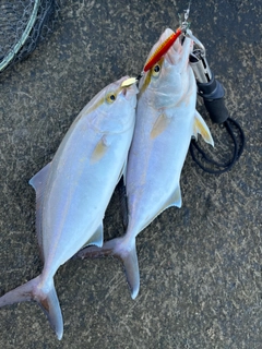 ショゴの釣果