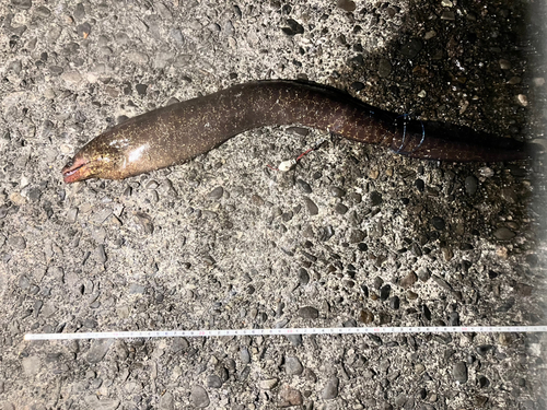 ウツボの釣果