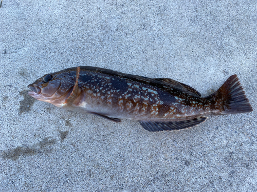 アイナメの釣果