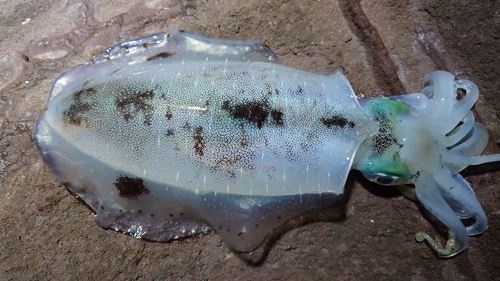 イカの釣果