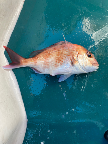 マダイの釣果