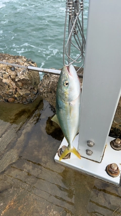 イナダの釣果