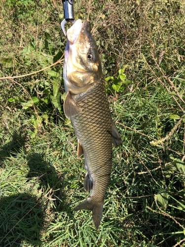 ニゴイの釣果