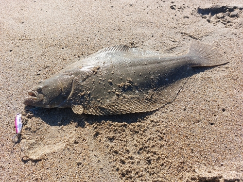 ヒラメの釣果