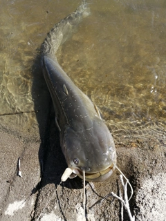 ナマズの釣果