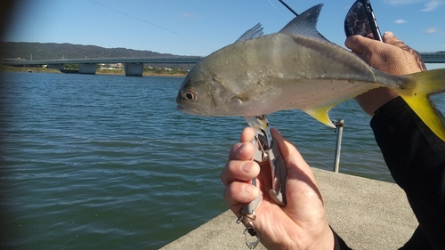 メッキの釣果