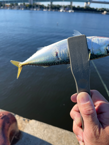 サバの釣果