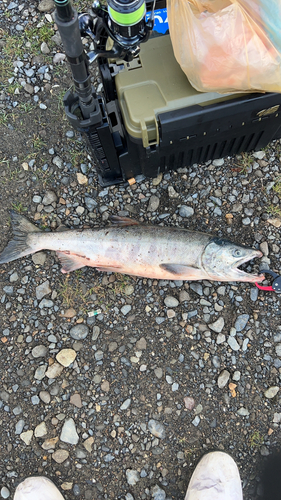 アキアジの釣果