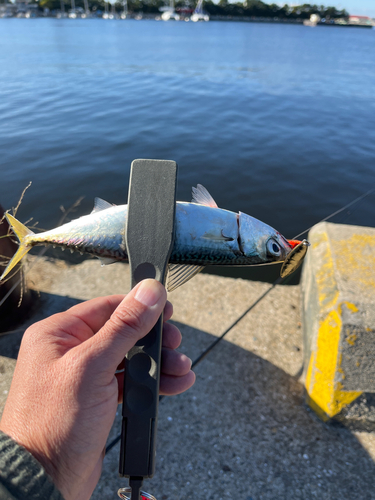 サバの釣果