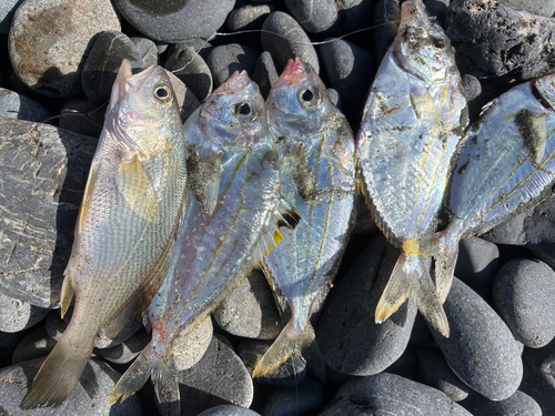 イシモチの釣果