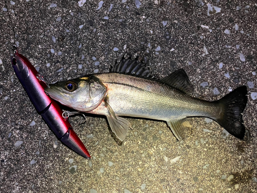 シーバスの釣果