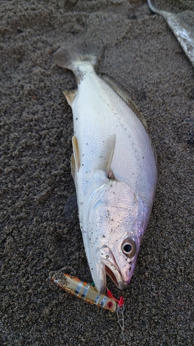 ニベの釣果