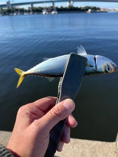 サバの釣果