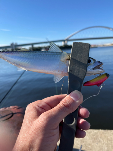 サバの釣果