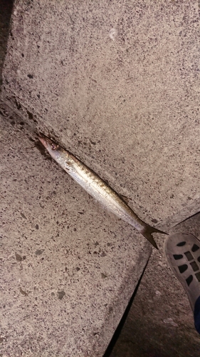 カマスの釣果