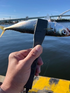 サバの釣果