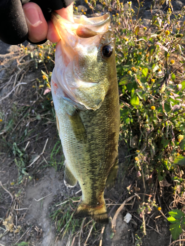 ラージマウスバスの釣果