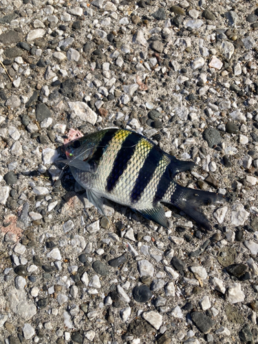 オヤビッチャの釣果