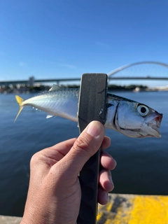 サバの釣果