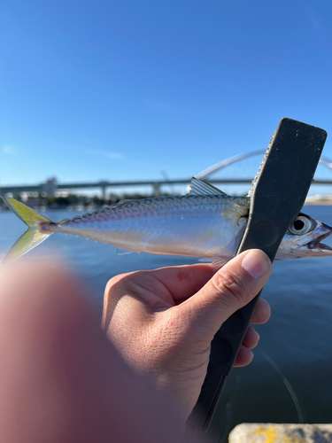 サバの釣果