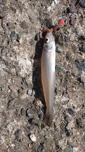 シロギスの釣果