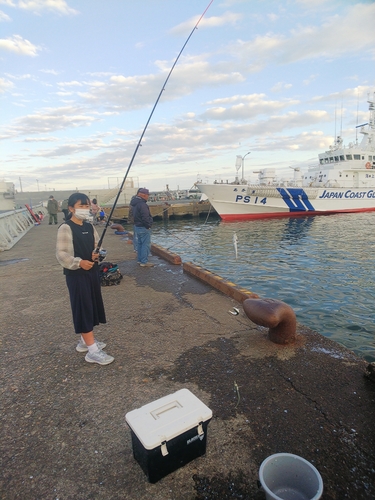 イワシの釣果