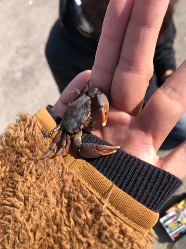 カニの釣果