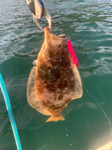 ソゲの釣果