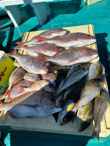 タイの釣果